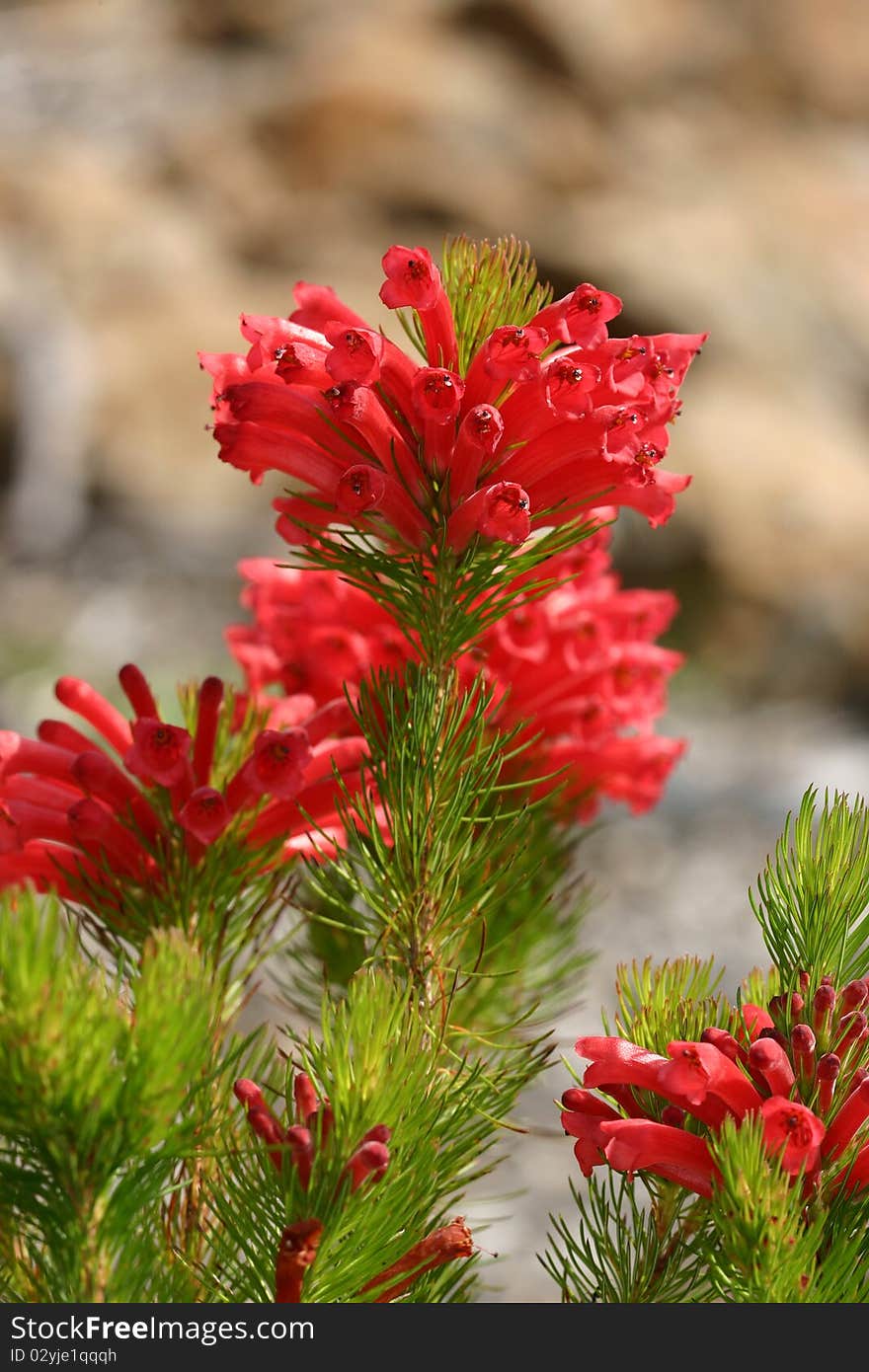 Closeup of the red tubular flowers of the Adenanthos Albany Woollybush. Excellent medium sized shrub or small tree with silky hairs covering the foliage make it soft to touch - for gardens, windbreaks or as a soft foilage alternative Christmas tree. Focus to top flowers. Closeup of the red tubular flowers of the Adenanthos Albany Woollybush. Excellent medium sized shrub or small tree with silky hairs covering the foliage make it soft to touch - for gardens, windbreaks or as a soft foilage alternative Christmas tree. Focus to top flowers