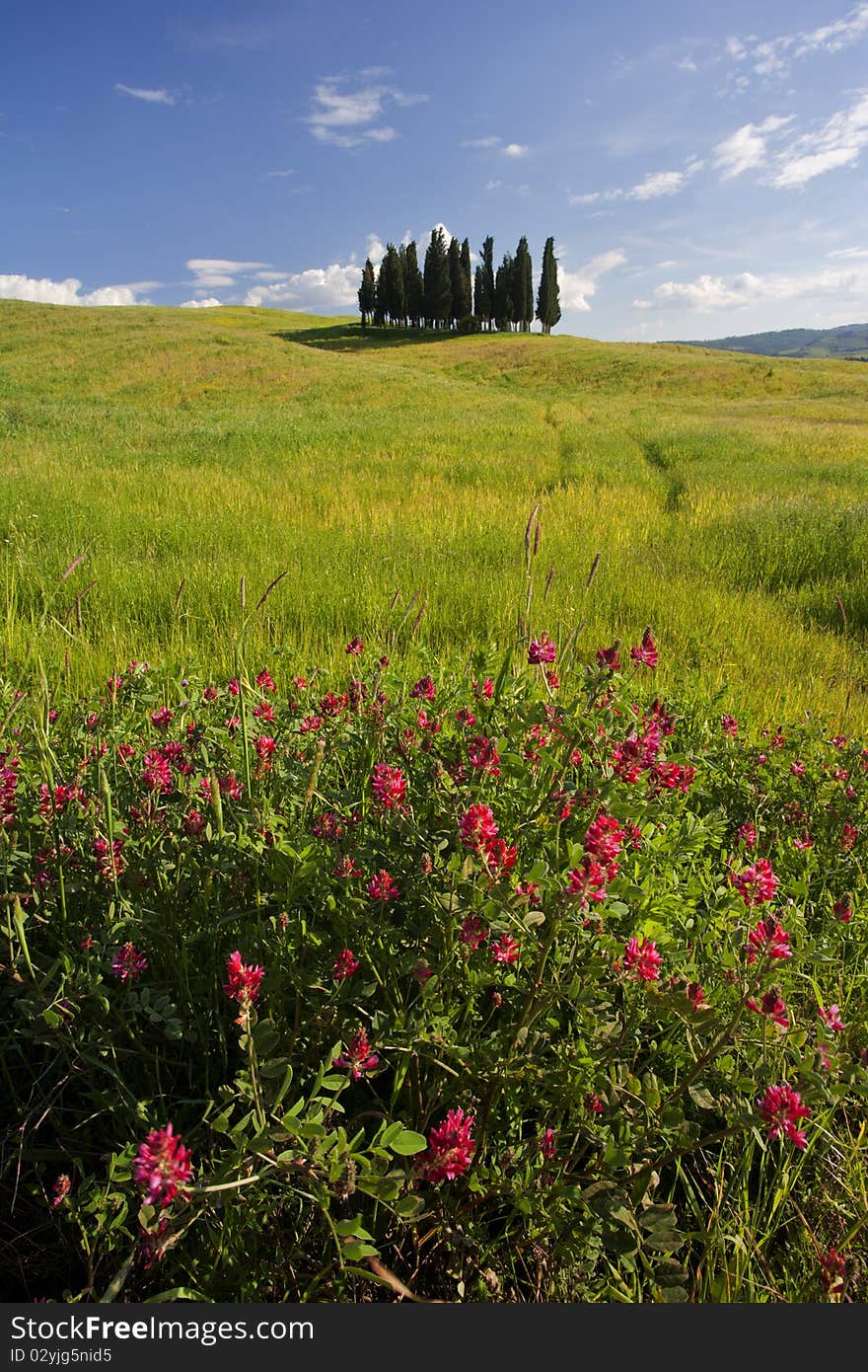 Small group of Tuscany cypresses with red flowers