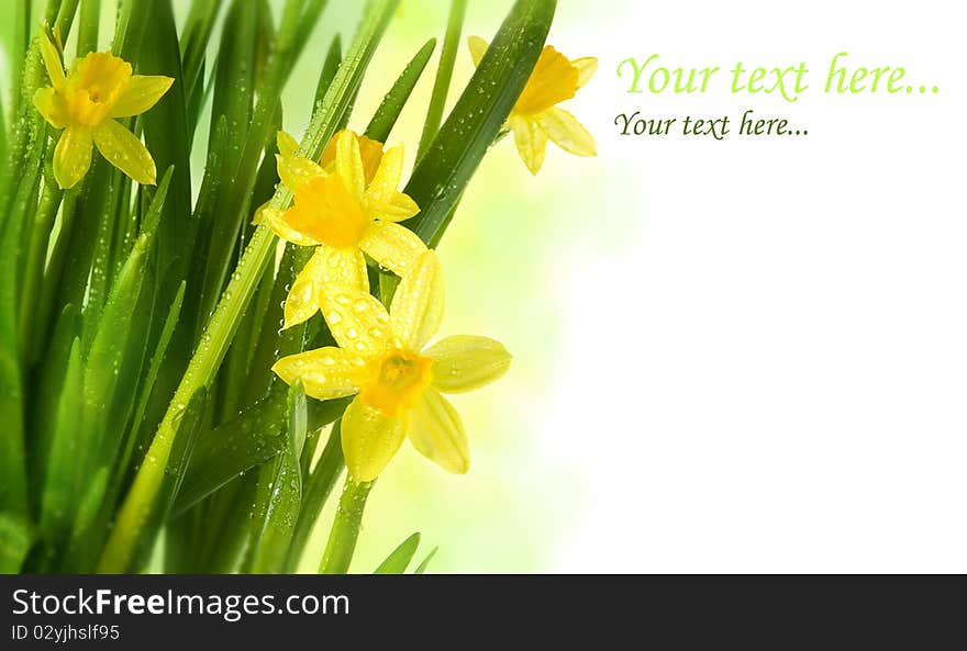 Group of daffodils with rain drops. Group of daffodils with rain drops