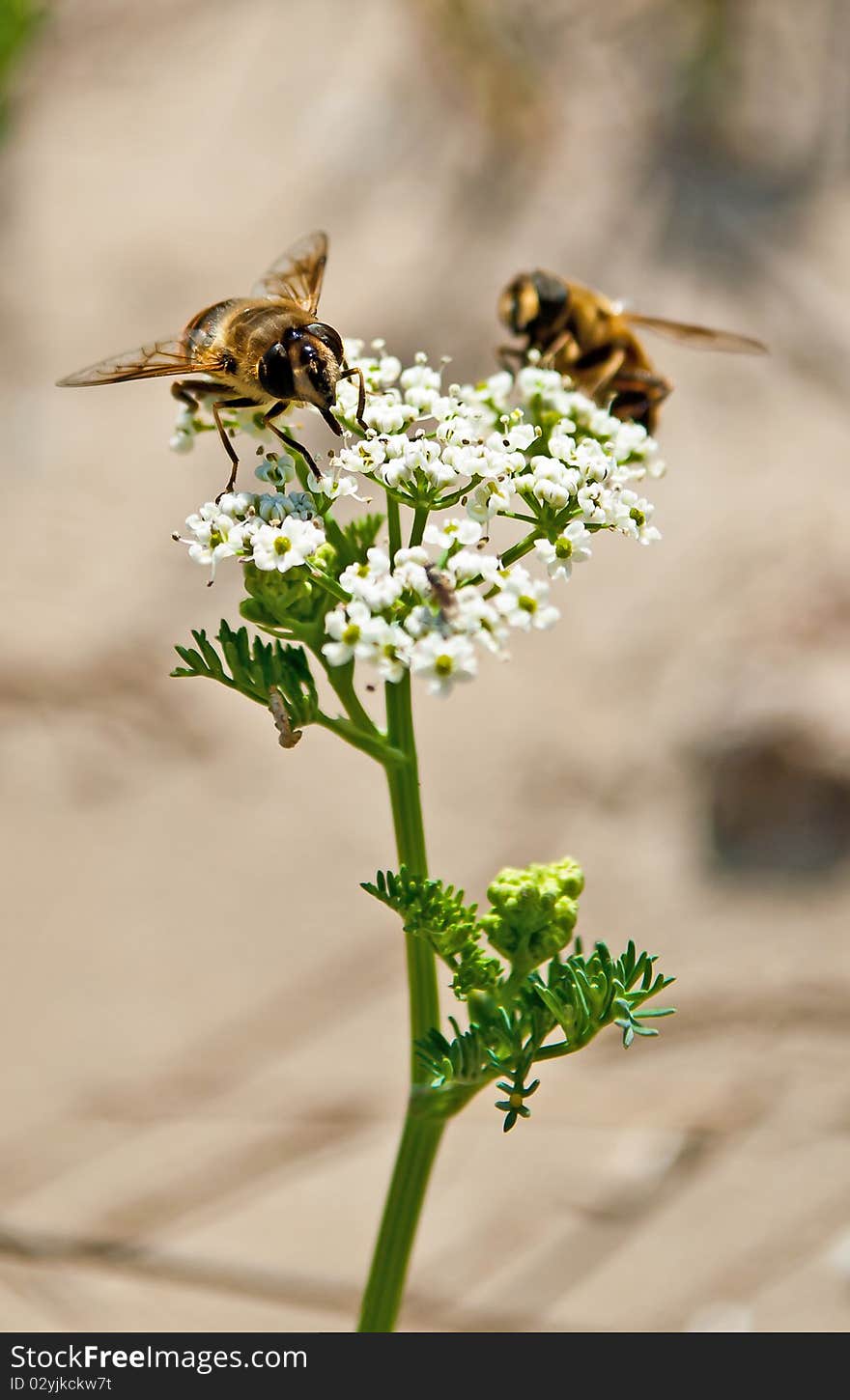 Bee pollinating flower