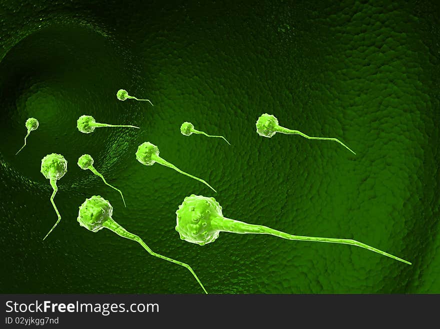 Sperm cells