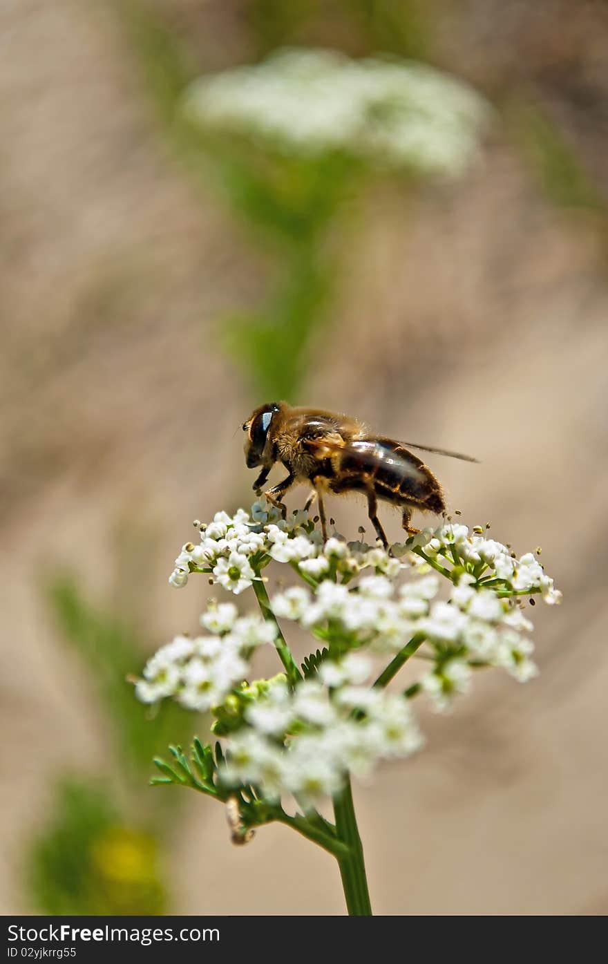 Bee pollinating flower