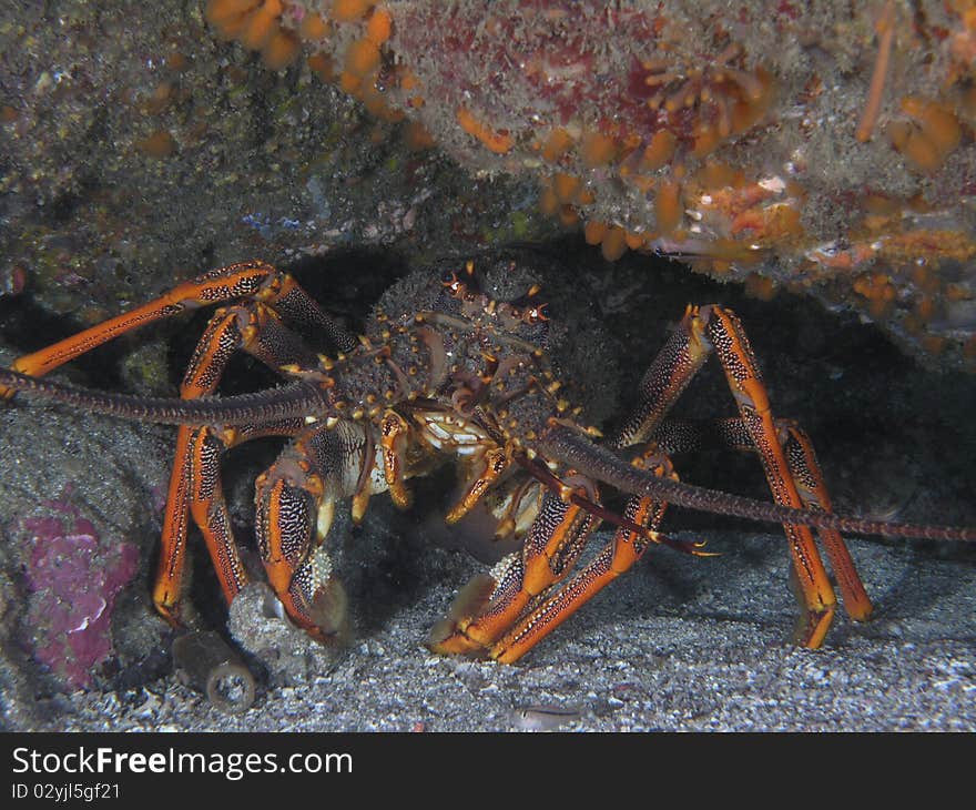 Large Crayfish (Rock Lobster) New Zeaalnd. Large Crayfish (Rock Lobster) New Zeaalnd