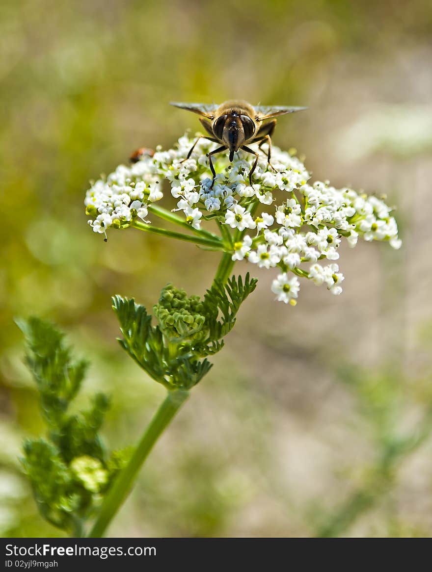 Bee pollinating flower