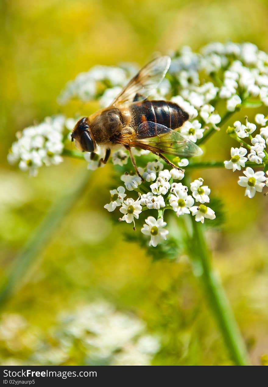 Bee pollinating flower