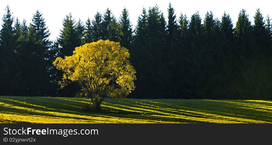 Yellow Tree