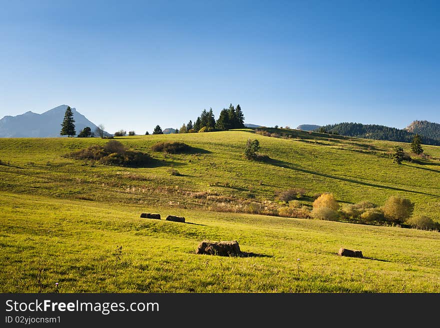 Autumn meadow