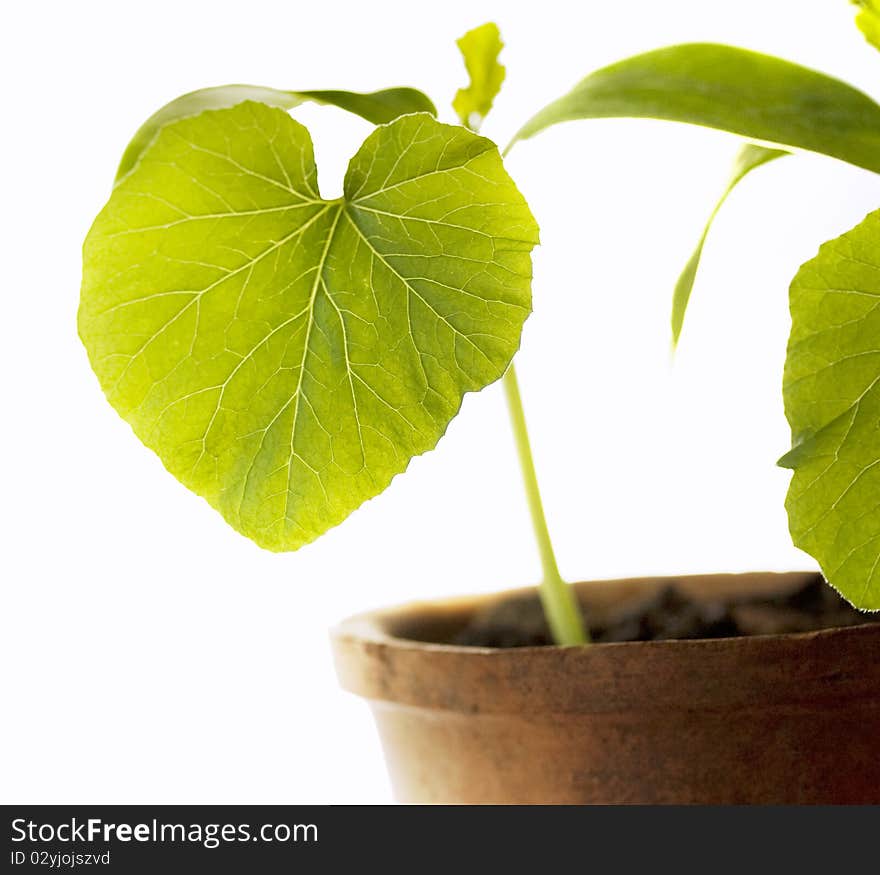 Leaf young plants on a white background