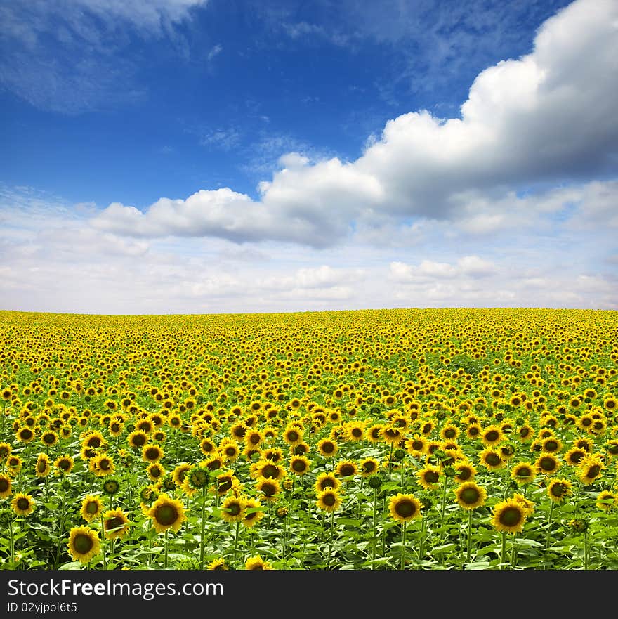 cloud day field flower meadow nature sunflower,. cloud day field flower meadow nature sunflower,