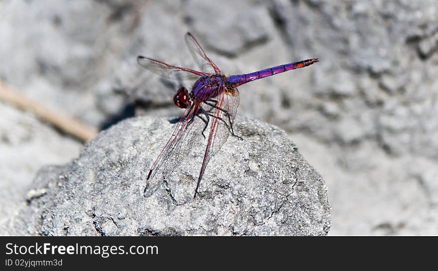 Purple and red dragonfly on a rock, wings blowing in the wind. Purple and red dragonfly on a rock, wings blowing in the wind