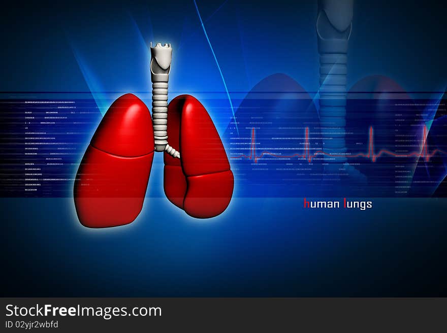 Human lungs in digital design