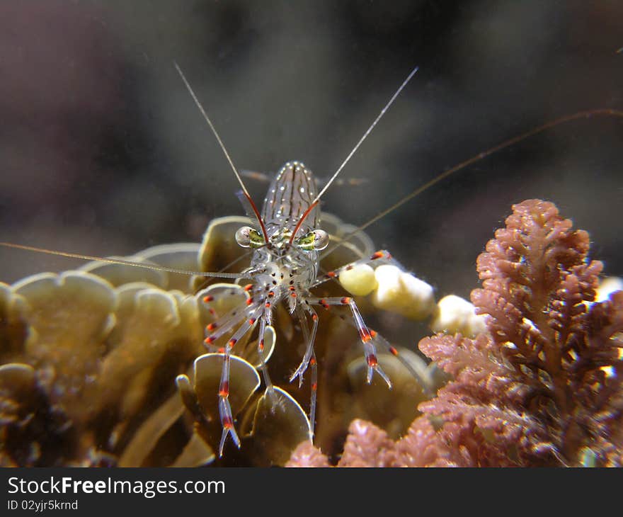 Glass shrimp