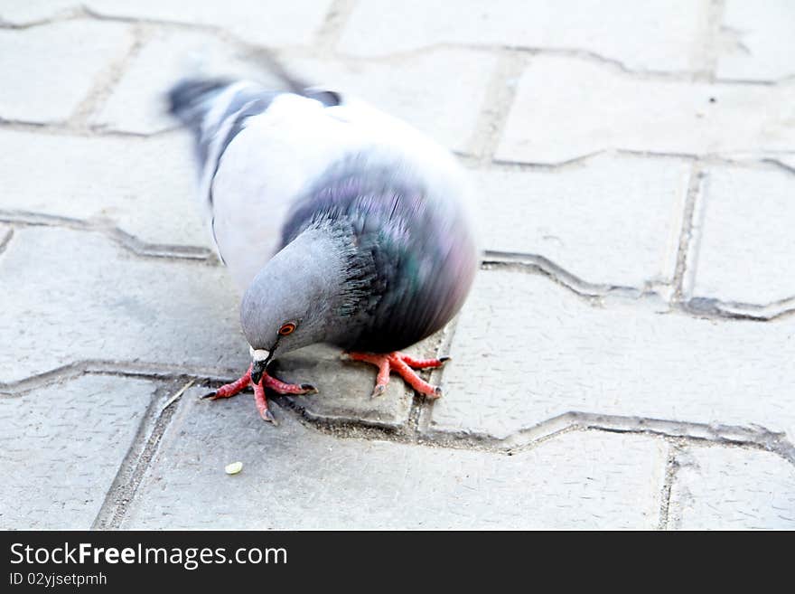 Pigeon