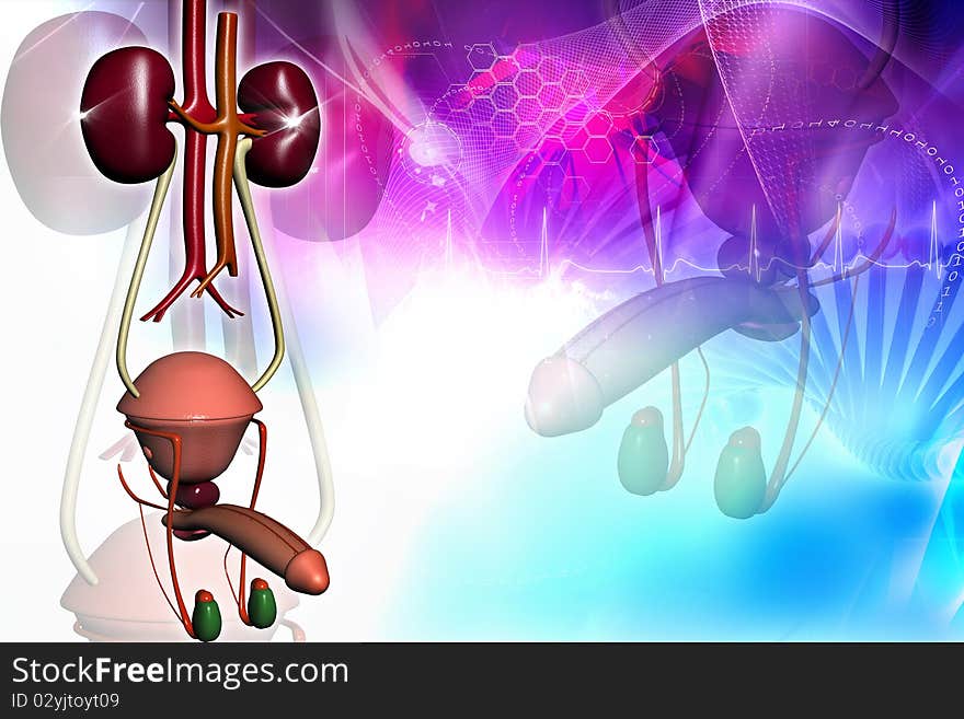 Male urinary system in digital design