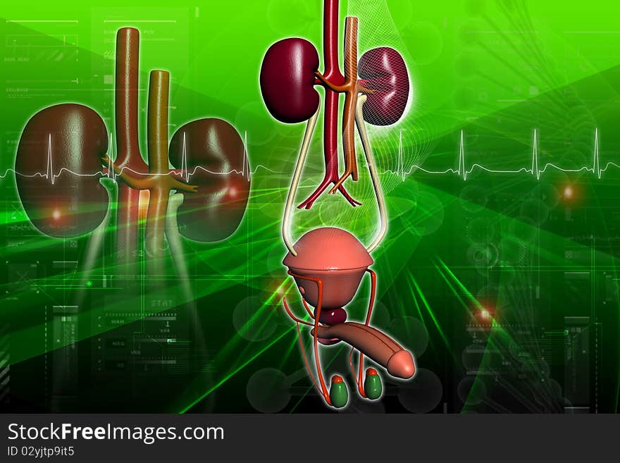 Male urinary system in digital design