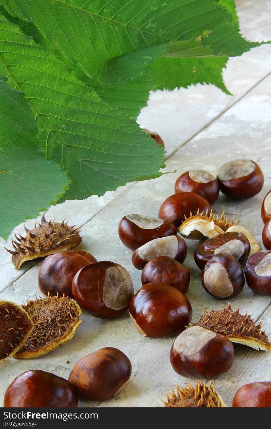 Many chestnut trees with leaves on wooden table. Many chestnut trees with leaves on wooden table