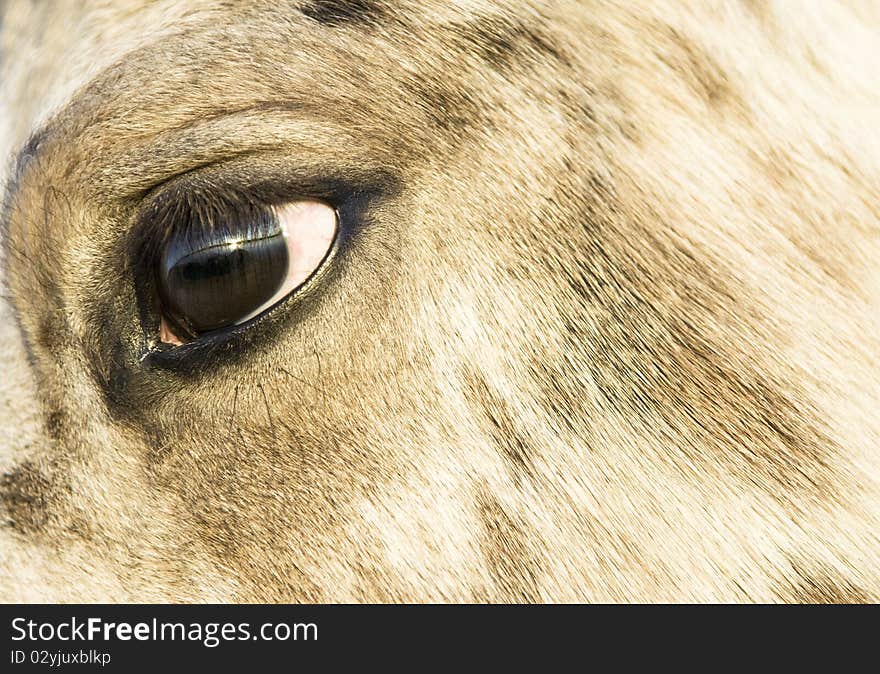 Close up of an appaloosa horse`s face