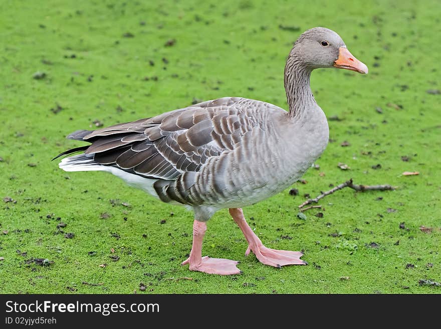 Goose on a green grass