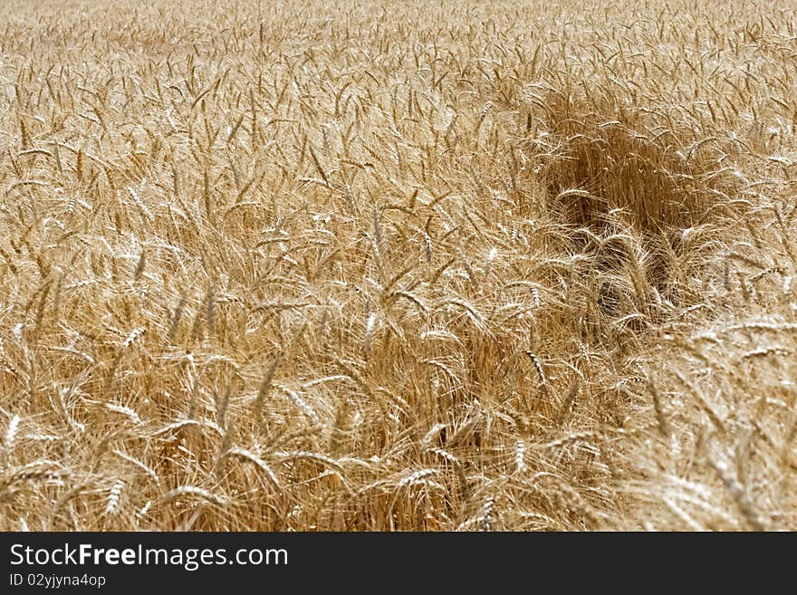 Summer golden field of wheat with a trail. Summer golden field of wheat with a trail