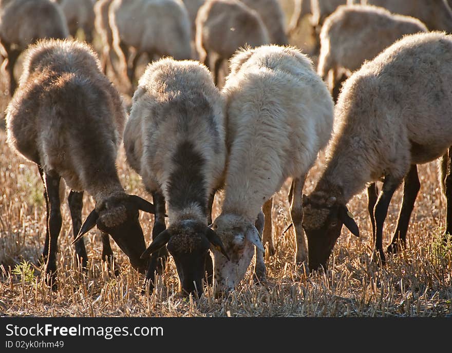 Flock of sheep in the country free