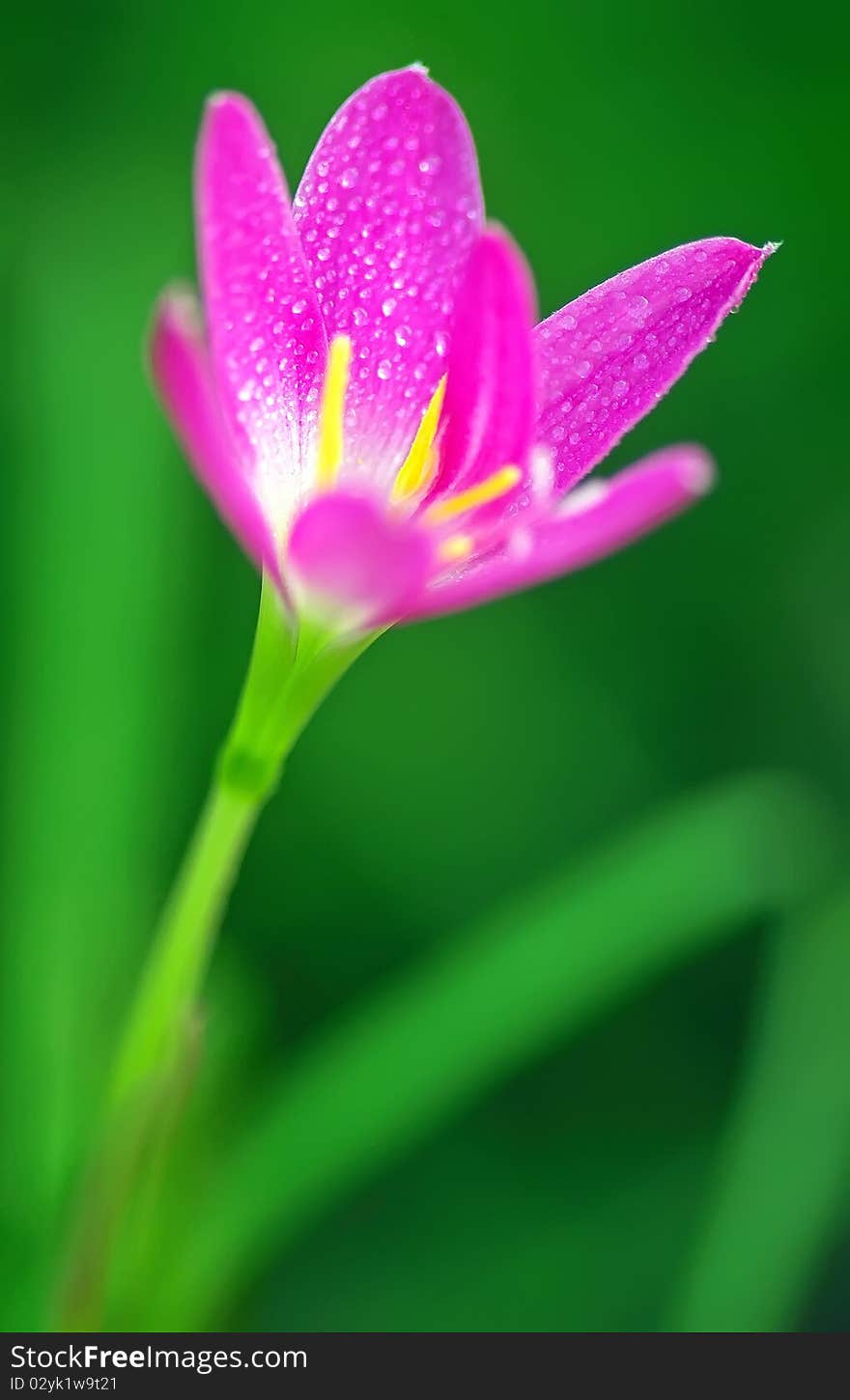 Leek-shaped Orchid