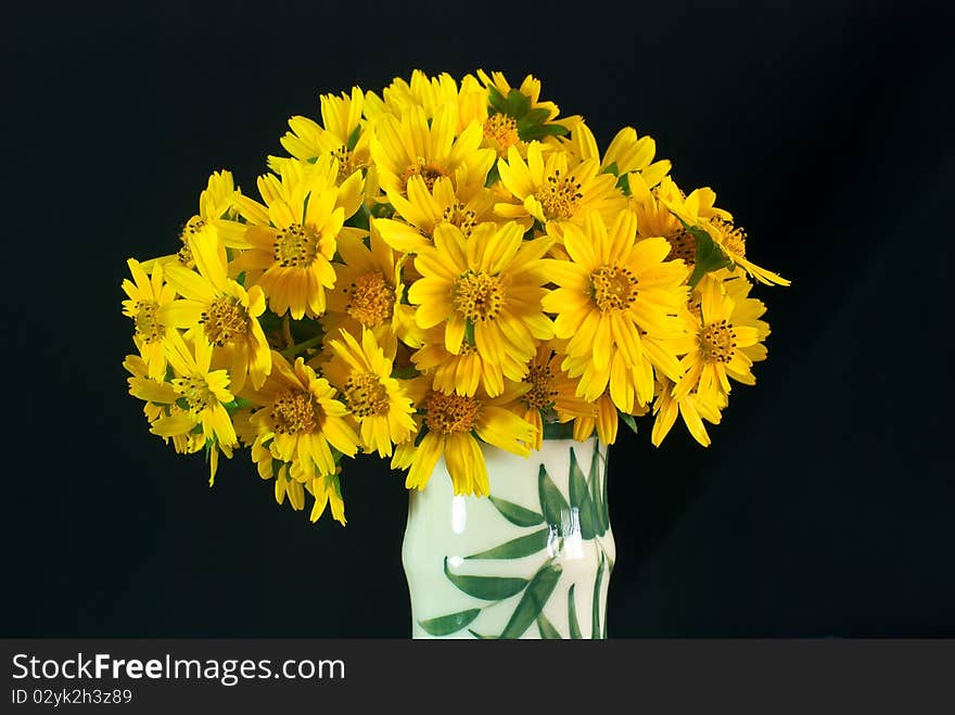 Wild Chrysanthemum