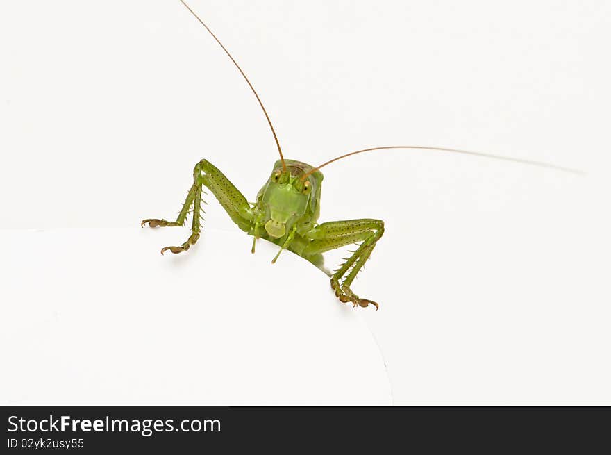 Grasshopper sitting on a blank round space watching