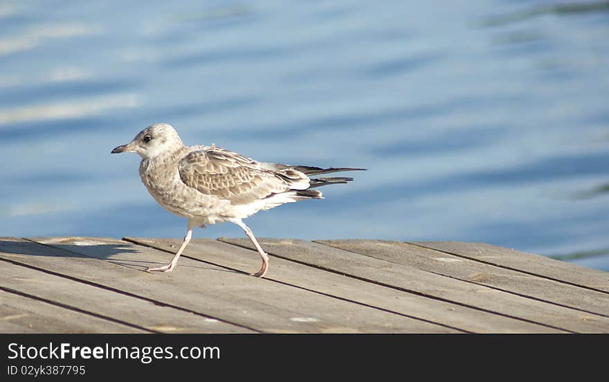 Gull walking