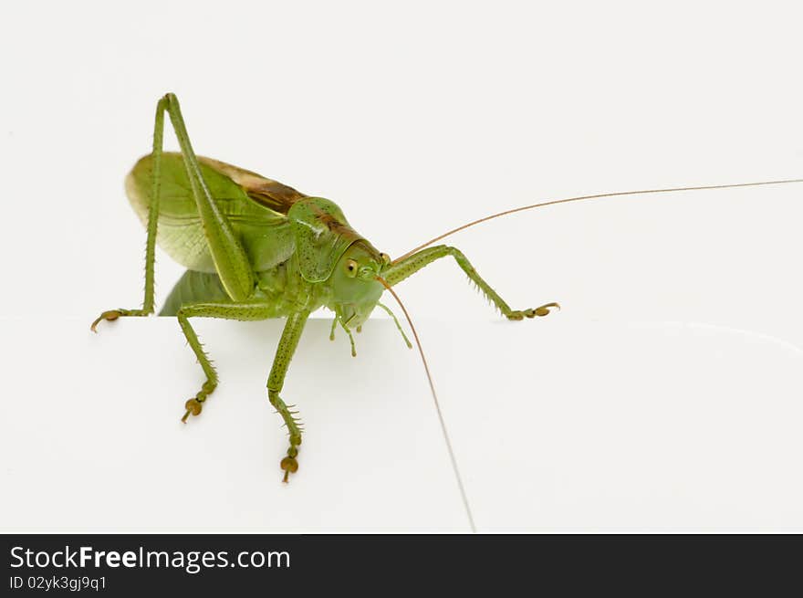 Grasshopper