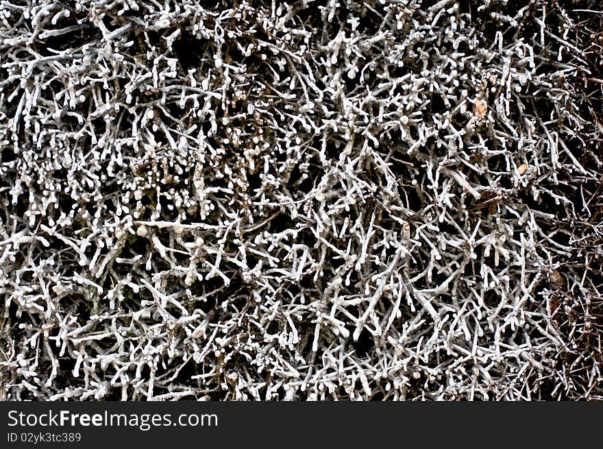 Closeup of a brushwood saline - drops of saltwater form crystals