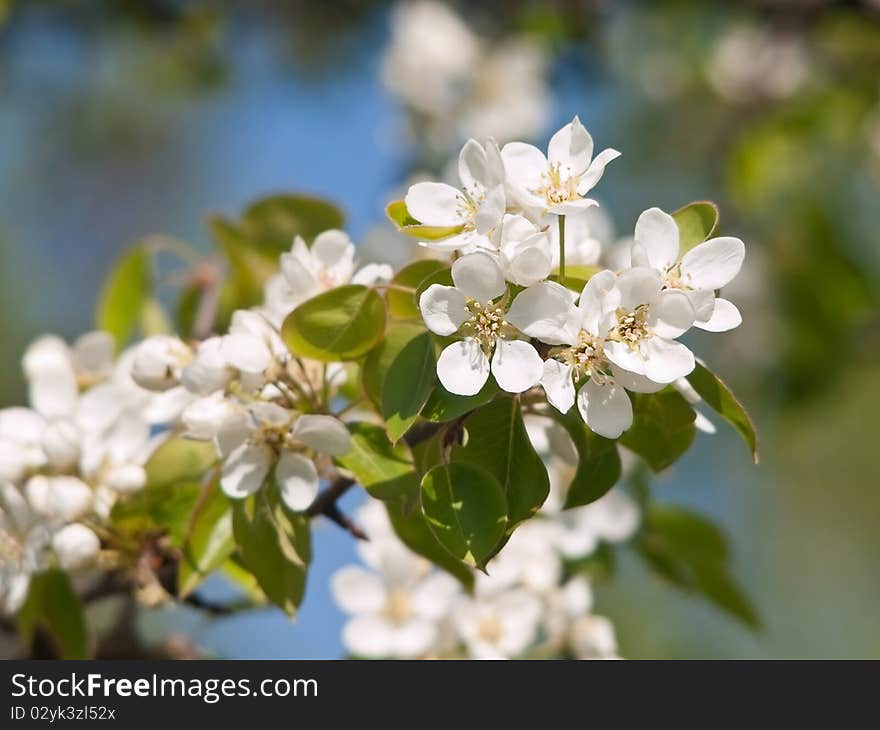 Flowering branch of pear on the background of the May sky