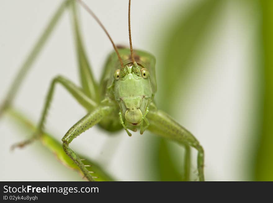 Grasshopper standing on a leaf watching