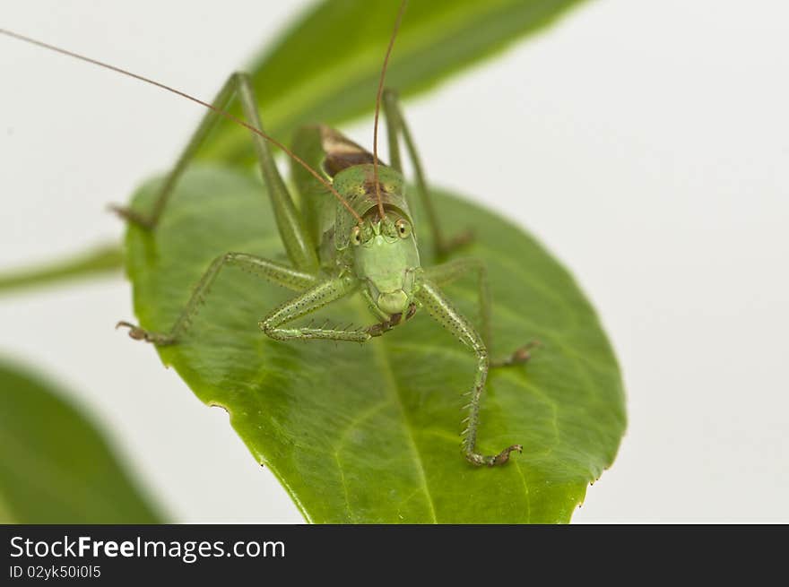 Grasshopper standing on a leaf watching