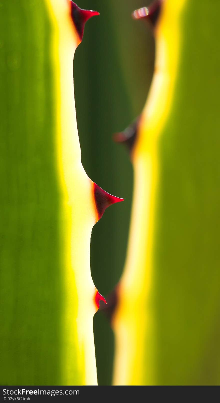 The aloe vera plant protects itself with thorns. The aloe vera plant protects itself with thorns