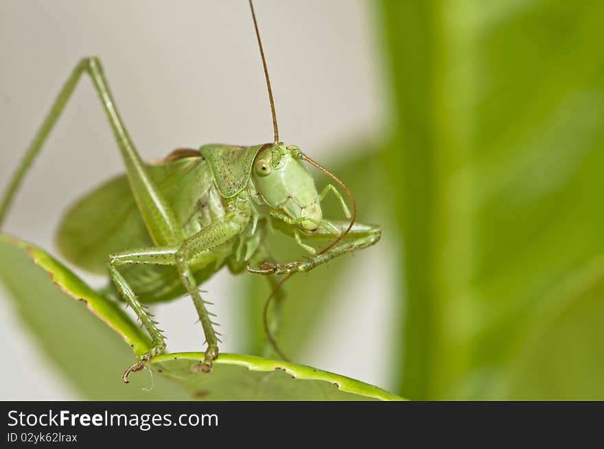 Grasshopper sitting on a leaf grooming antenna