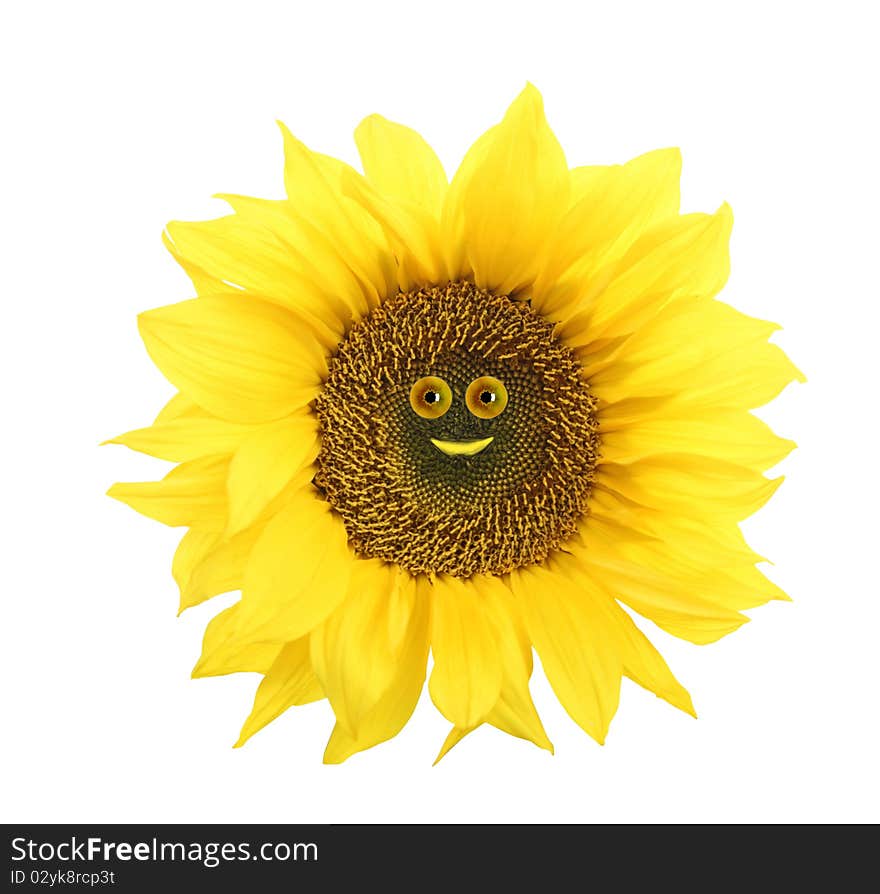 Beautiful yellow petals of sunflower