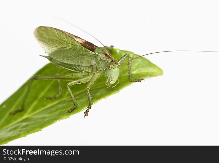 Grasshopper