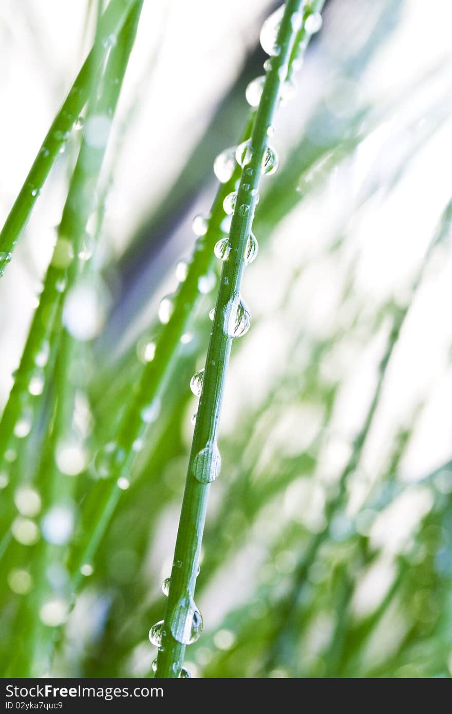 Shoots of grass in the rain drops