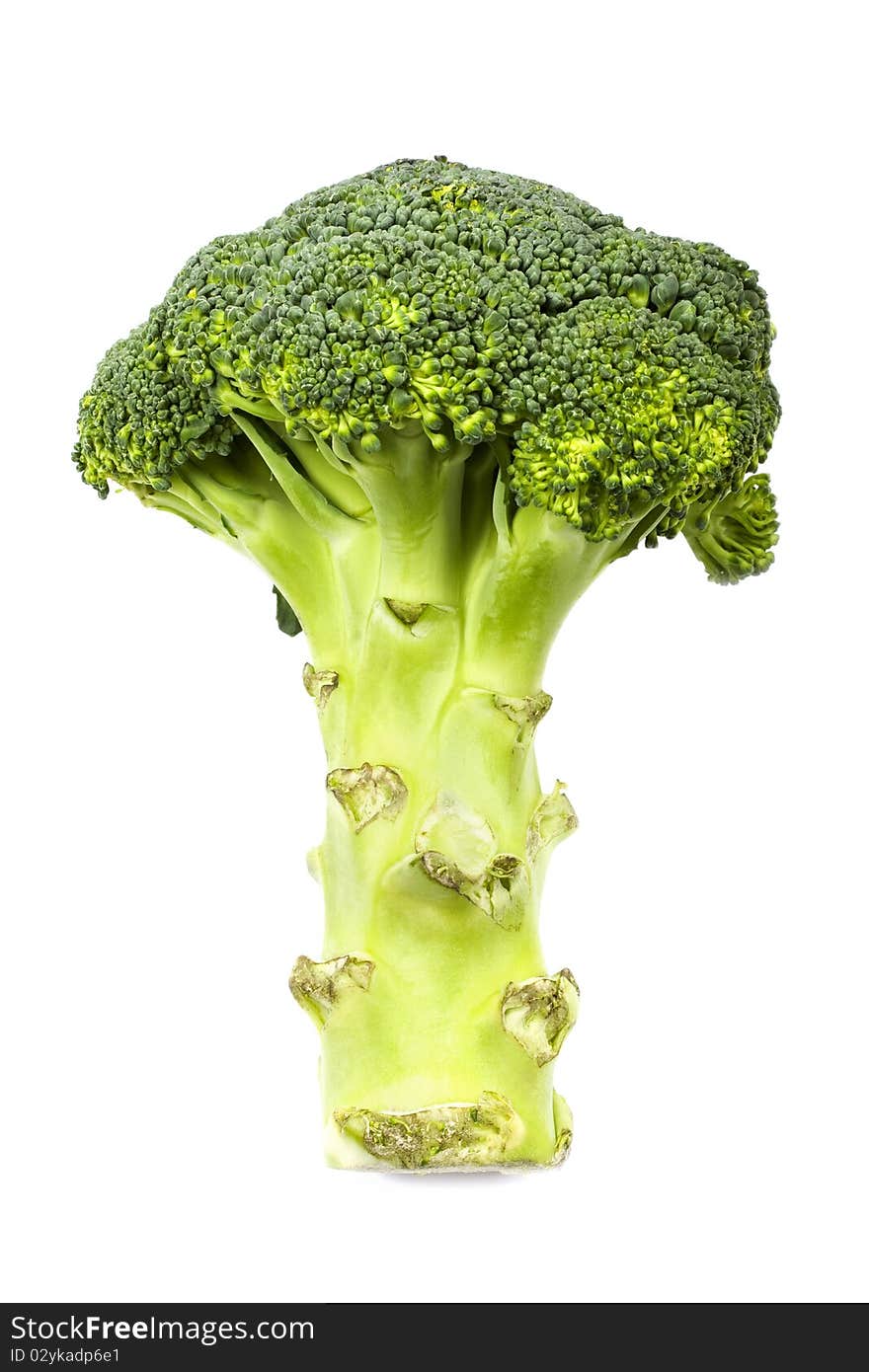 Broccoli