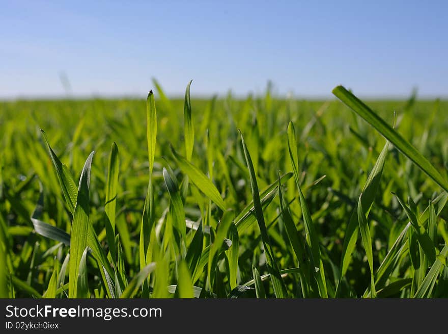 Photo of the green field with grass. Photo of the green field with grass