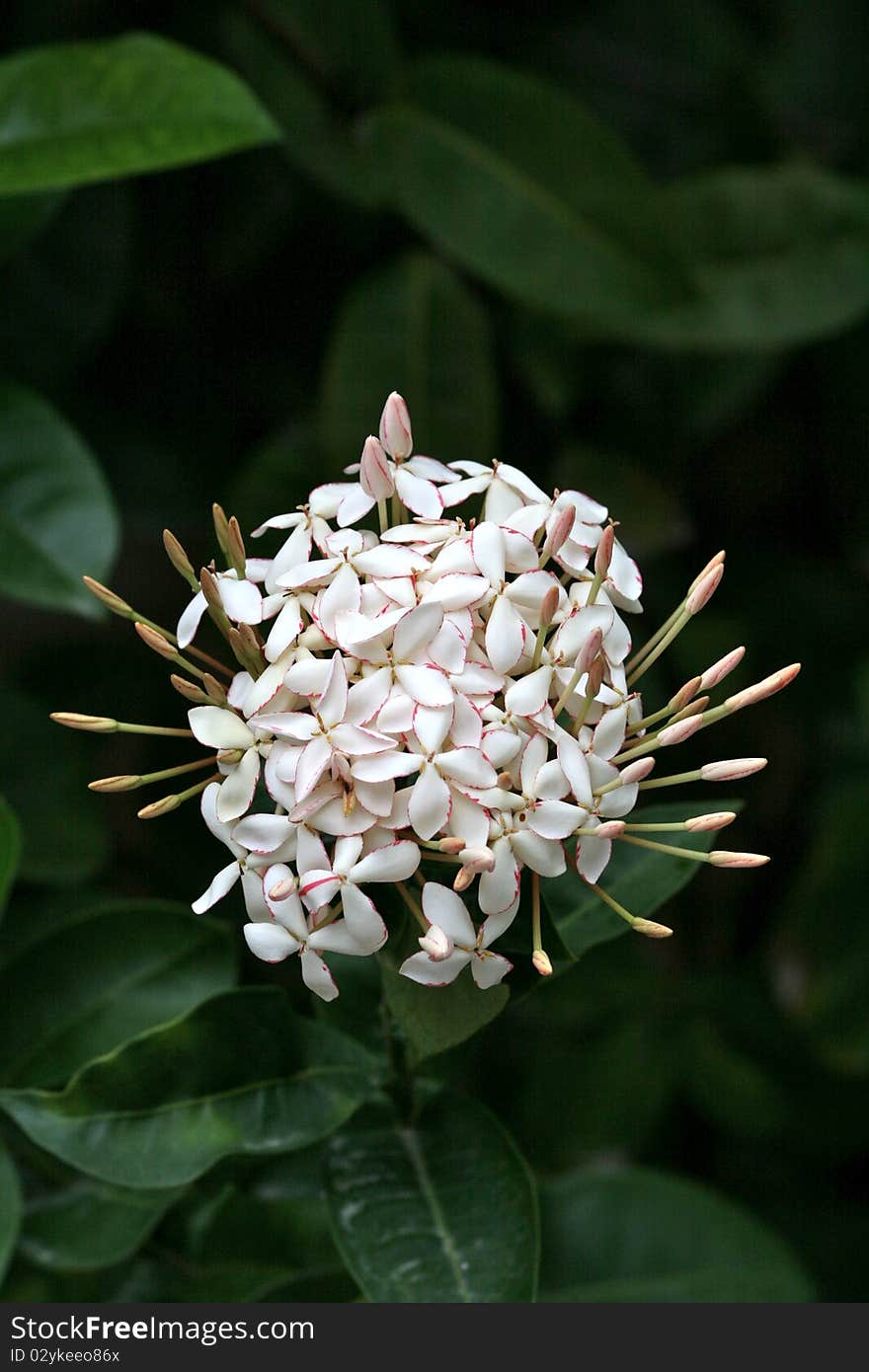 Peculiar Flower