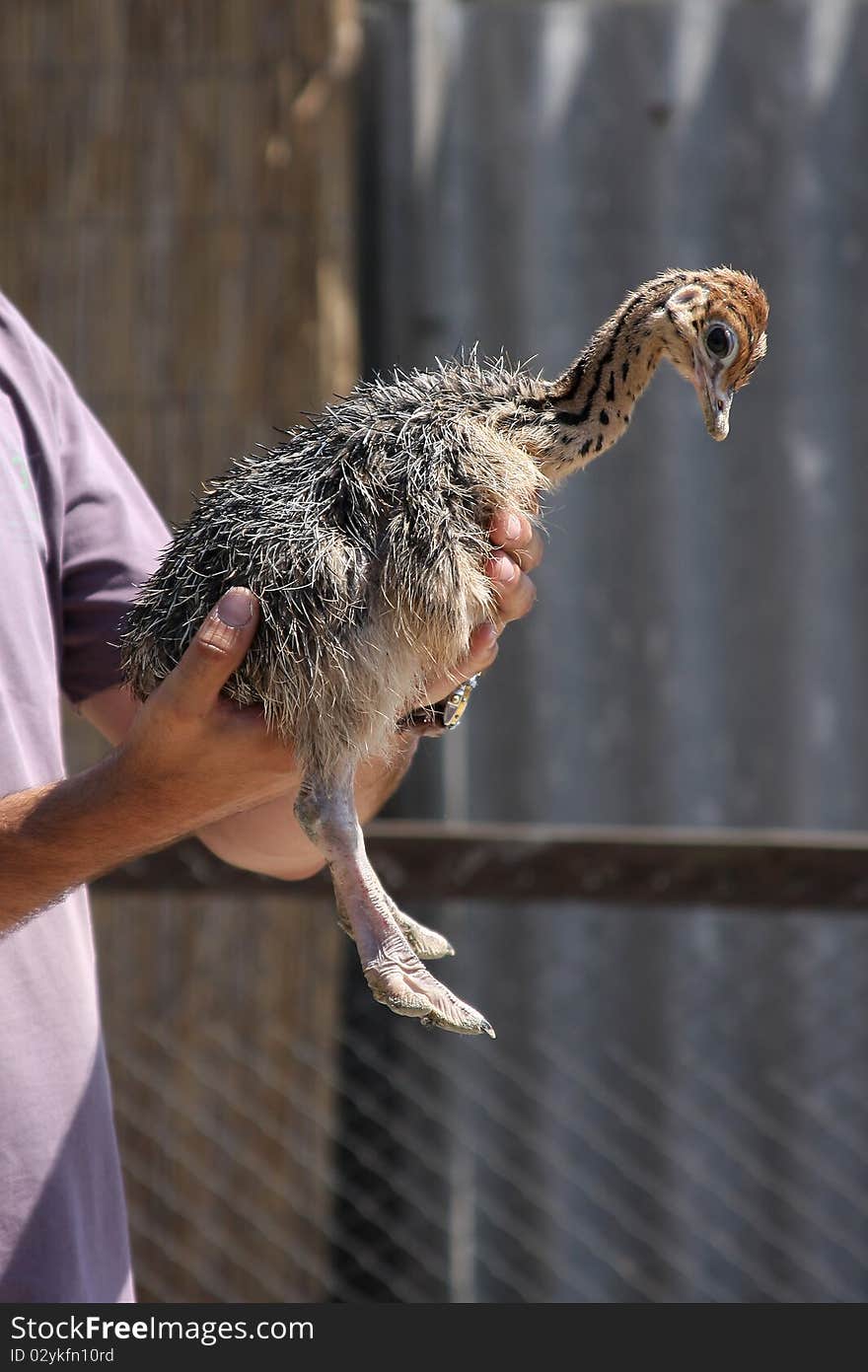 Small baby ostrich in the hands of the farmer.