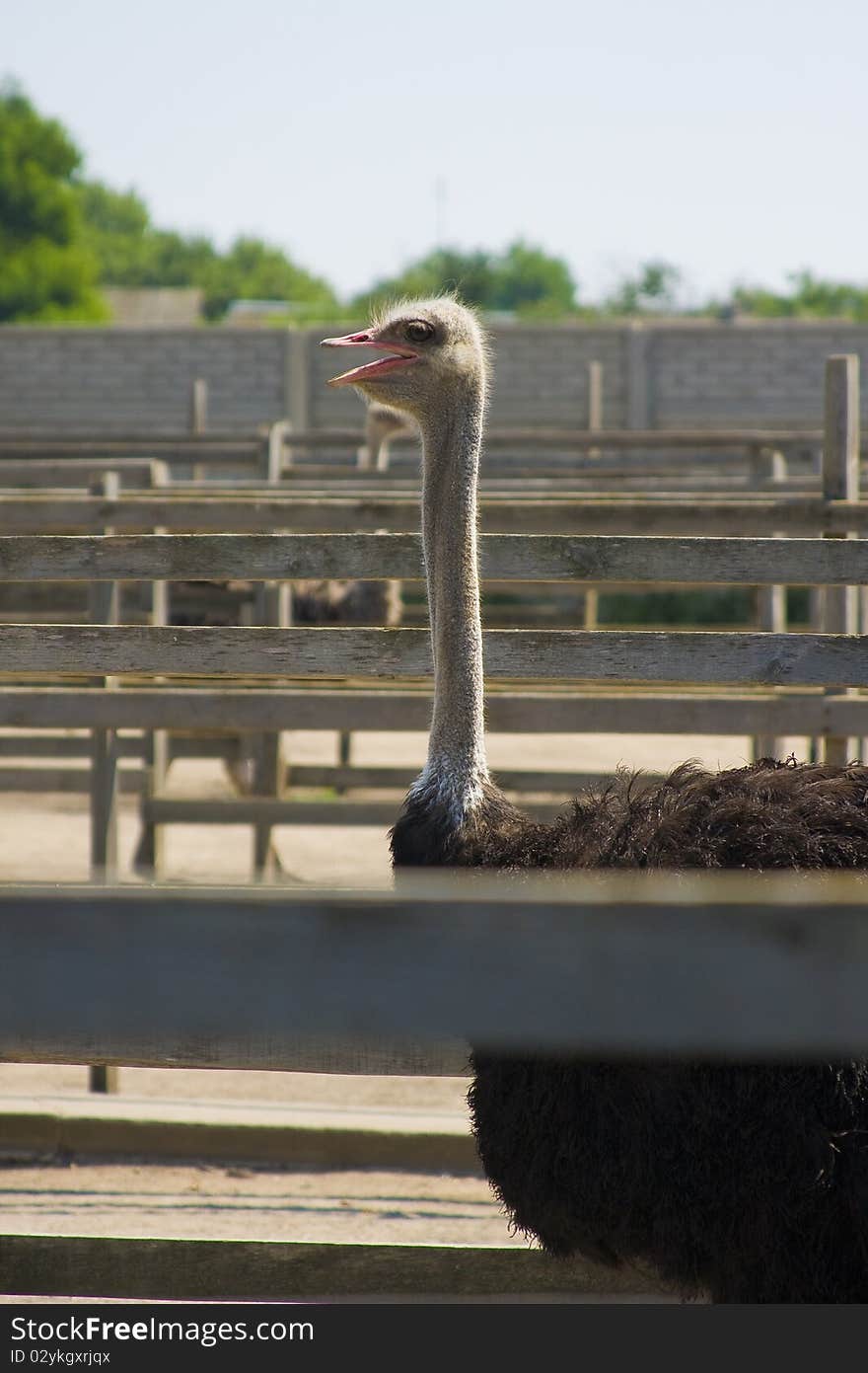 Male ostrich on a farm