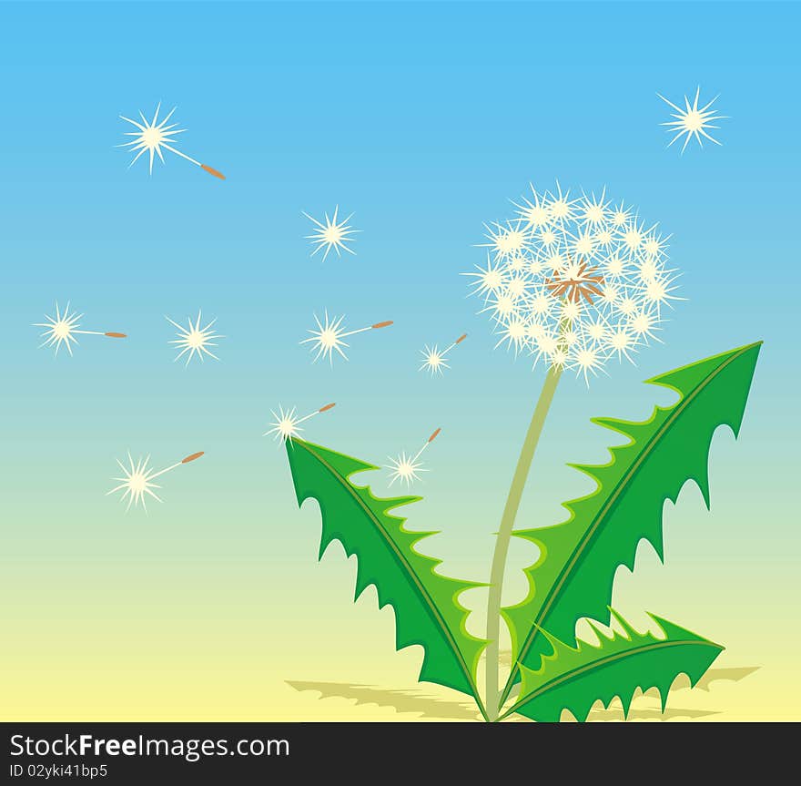 A white dandelion. Vector illustration