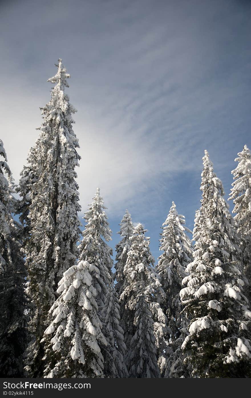 Snowy trees