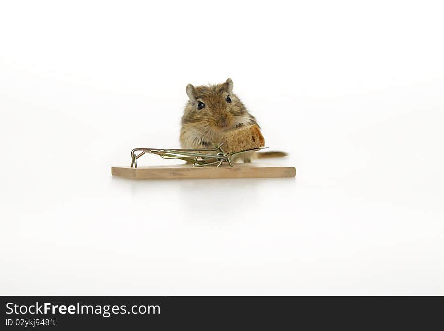 Mouse and mousetrap, on white background. Mouse and mousetrap, on white background.