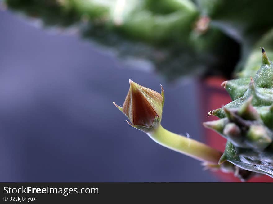 cactus blossom