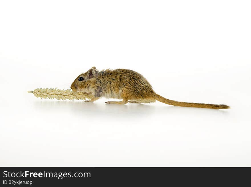 Mouse with spike, on white background. Mouse with spike, on white background.