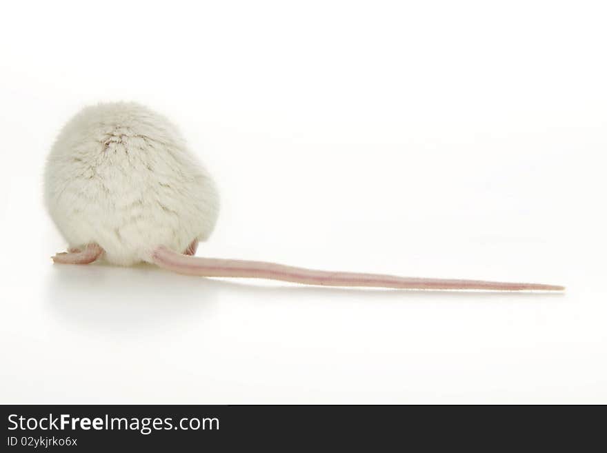 White mouse, on white background. White mouse, on white background.