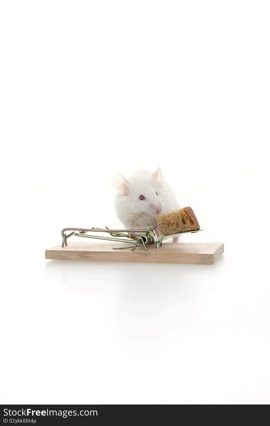 Hungry mouse and mousetrap, on white background. Hungry mouse and mousetrap, on white background.